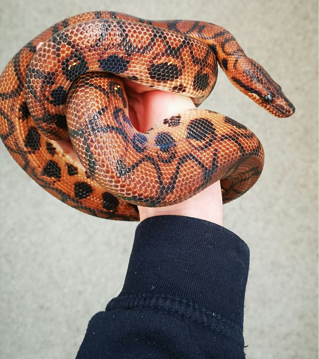 Sand Boa